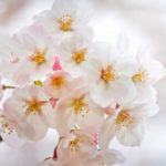 栃木県のお花見スポット「かしの森公園」桜情報